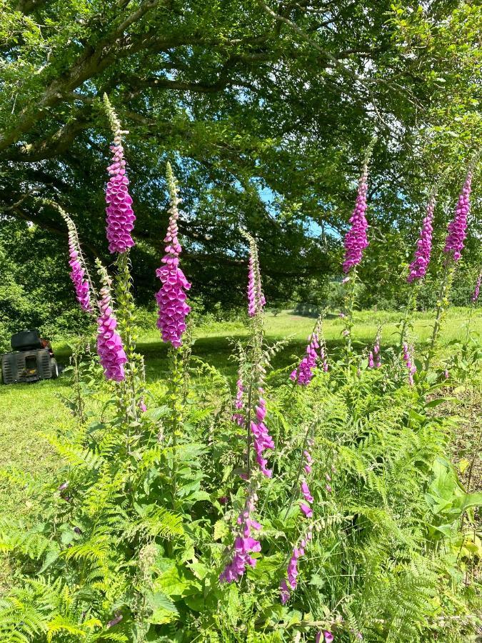 Black Mountains Glamping Hotell Abergavenny Eksteriør bilde